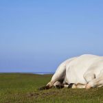 Hevosen lämpöhalvaus – Tunnista oireet ajoissa