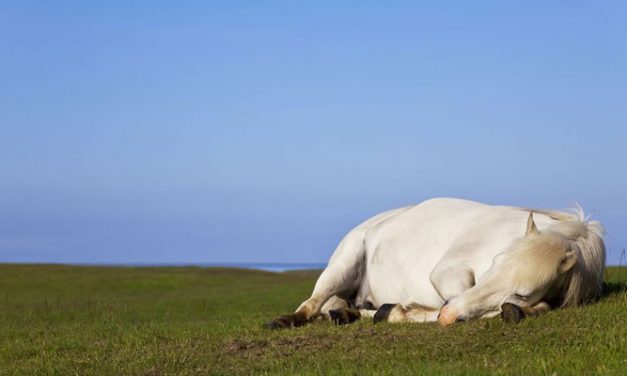 Hevosen lämpöhalvaus – Tunnista oireet ajoissa