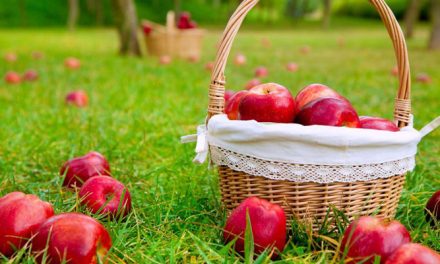 Kuivattuja omenaherkkuja hevosille ja 10 muuta vinkkiä omenien syöttöön