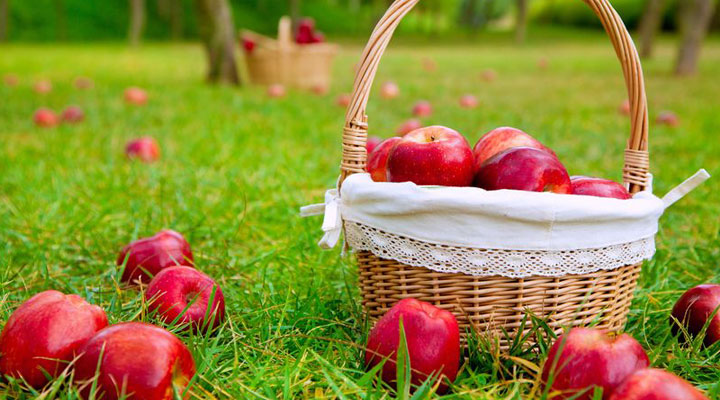 Kuivattuja omenaherkkuja hevosille ja 10 muuta vinkkiä omenien syöttöön