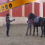 Nuoren hevosen opetus juoksutukseen