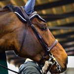 Kuuman hevosen treeni – Kilpailuissa